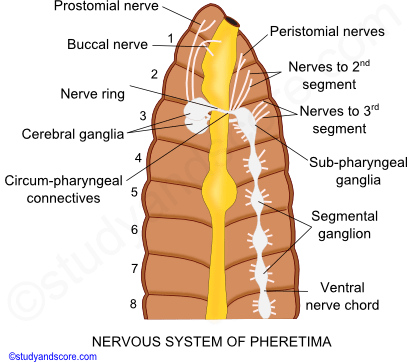 Earthworm nervous system, Earthworm sense organs, central nervous system, peripheral nervous system, buccal receptor, epidermal receptors, photoreceptors